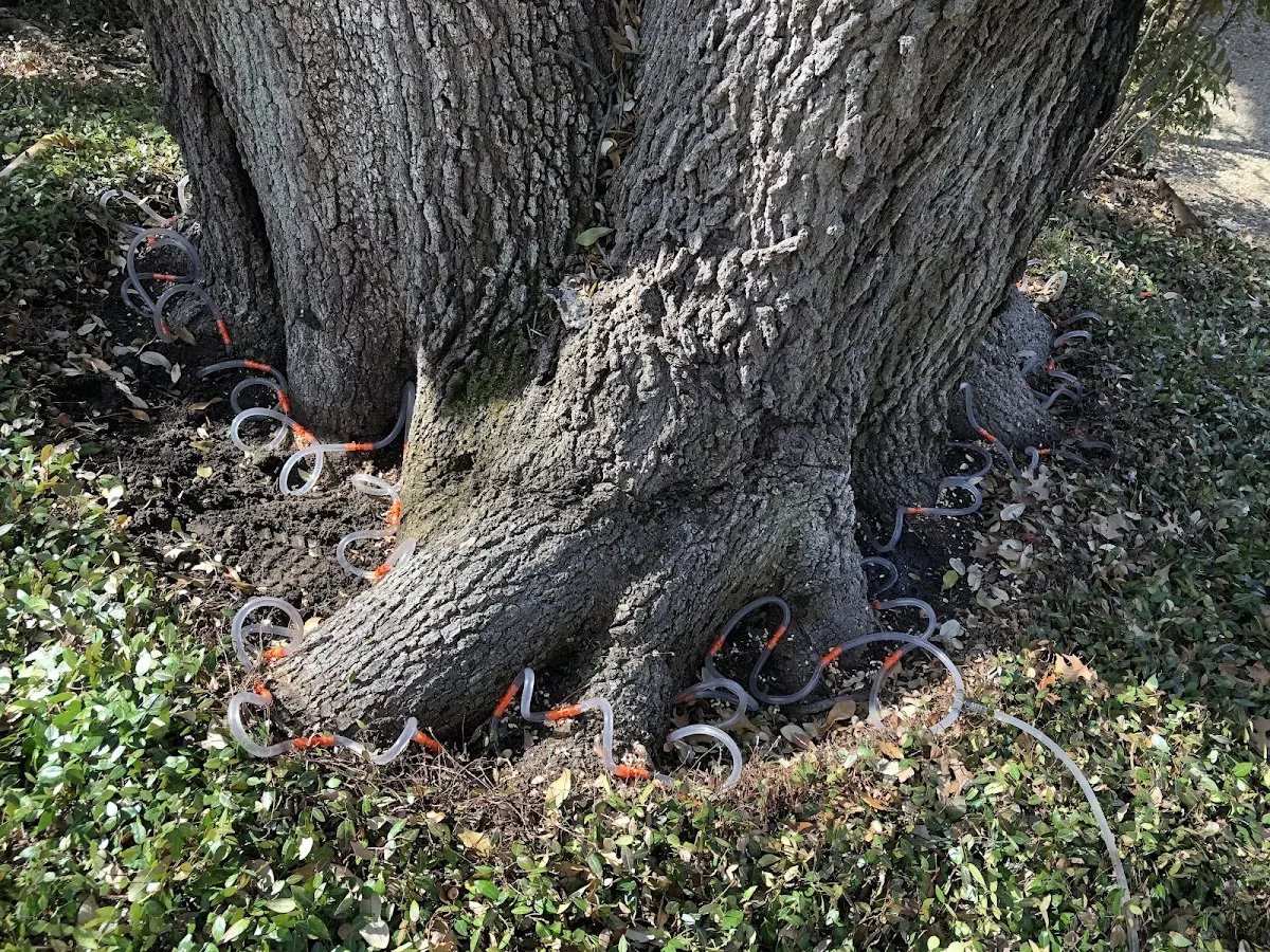 Detailed Tree Cabling and Bracing job site in Hartleton