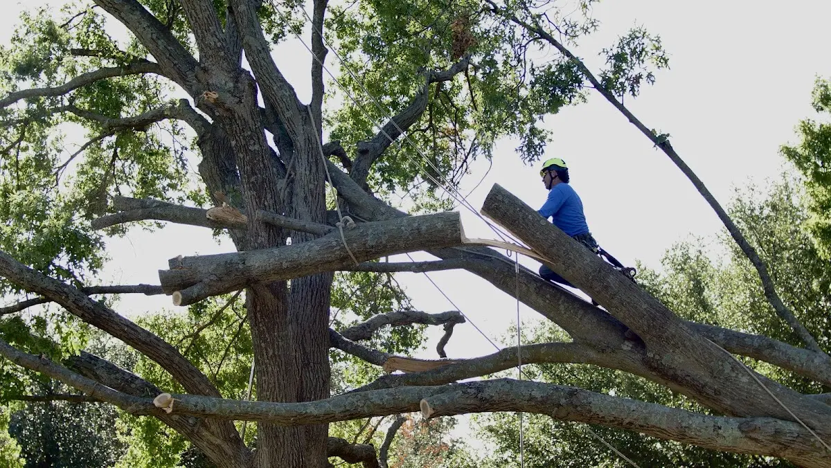 Professional Crown Thinning performed by certified arborists in Hartleton