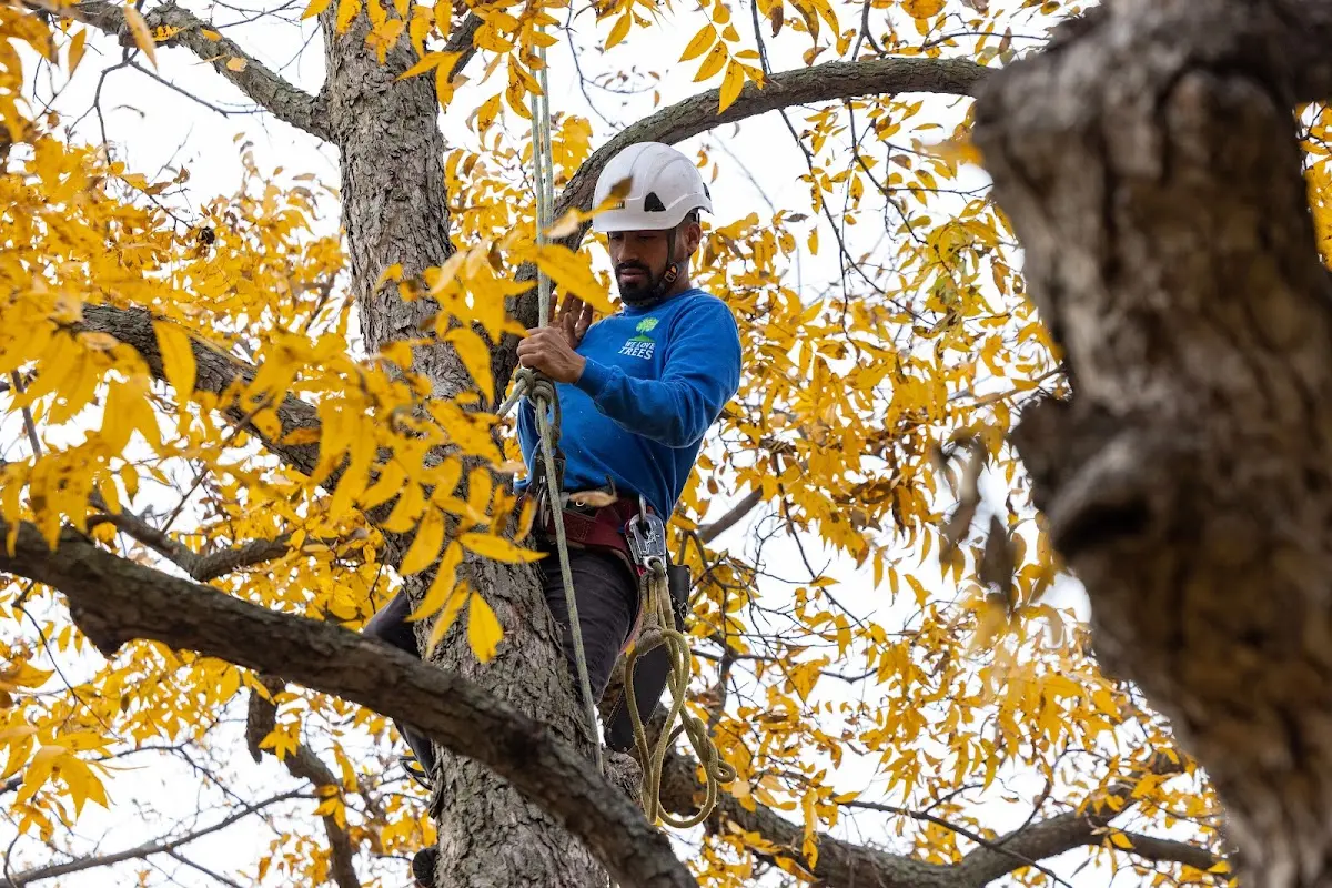 Skilled Storm Damage Cleanup crew working in Hartleton